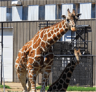 Rolling Hills Zoo